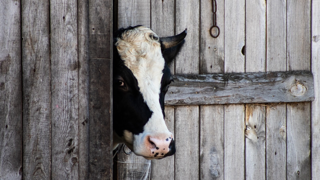 cow  animal  barn free photo