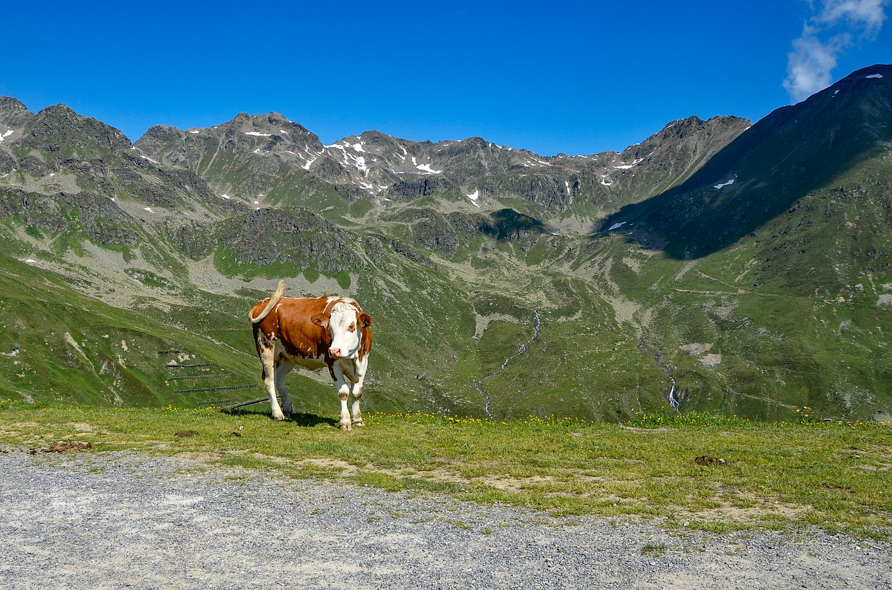 cow  mountain  nature free photo