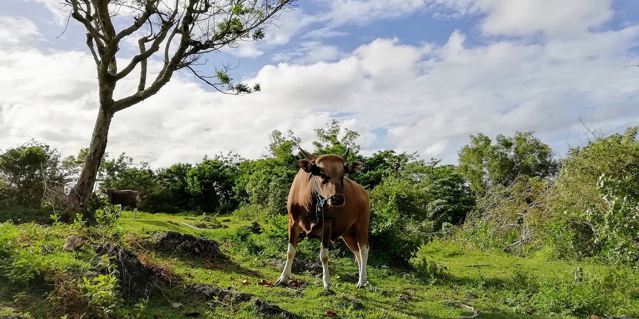 cow  bull  farm free photo