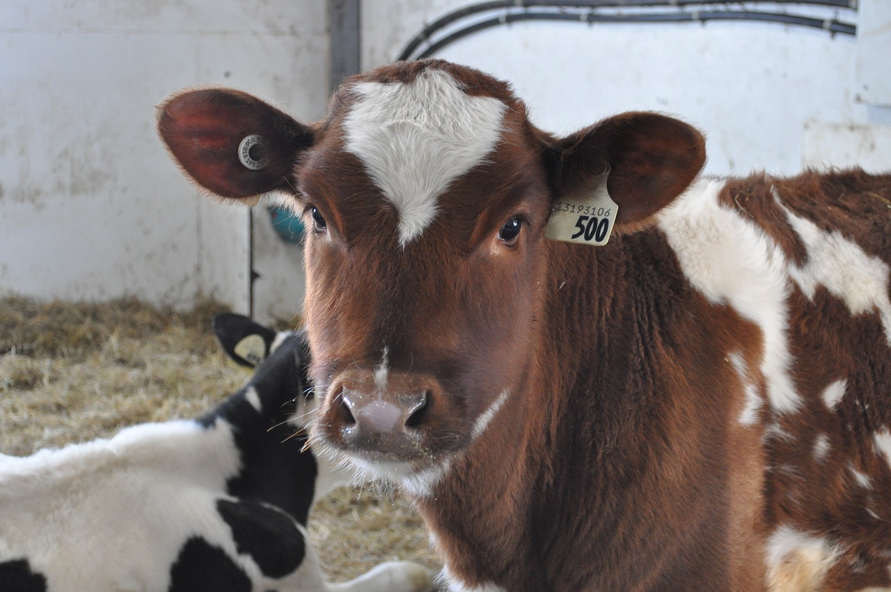 cow  agriculture  calf free photo