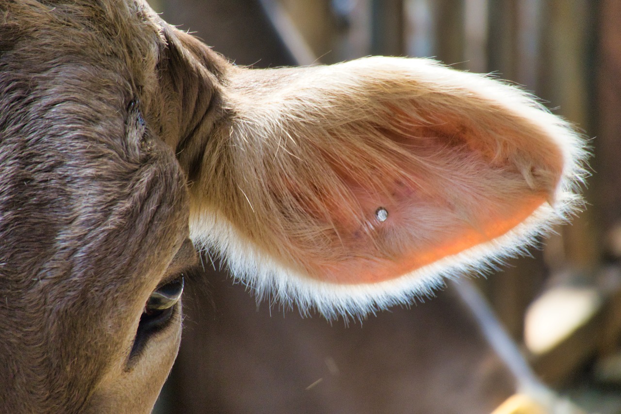 cow  ear  hole free photo
