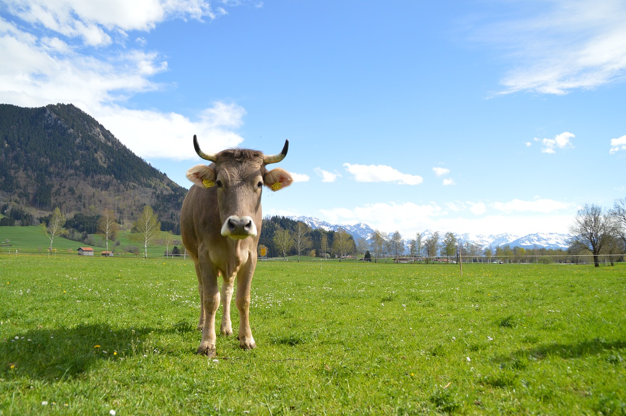 cow  brown swiss  pasture free photo
