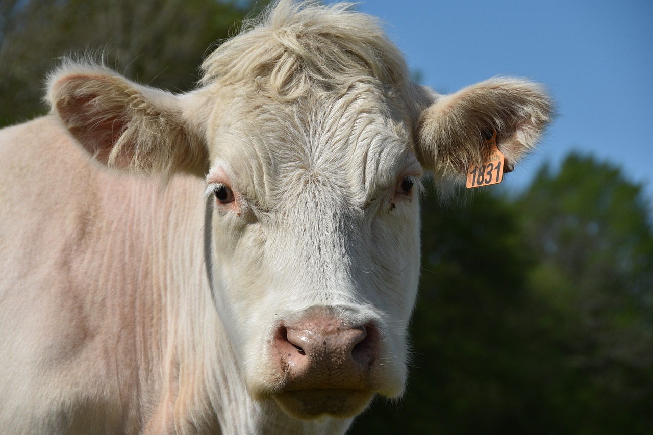 cow  ruminant  livestock free photo