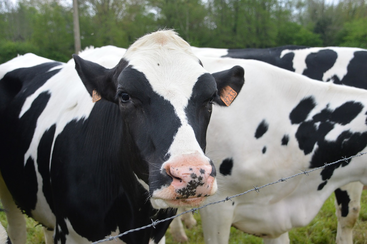 cow  mammal  farm free photo