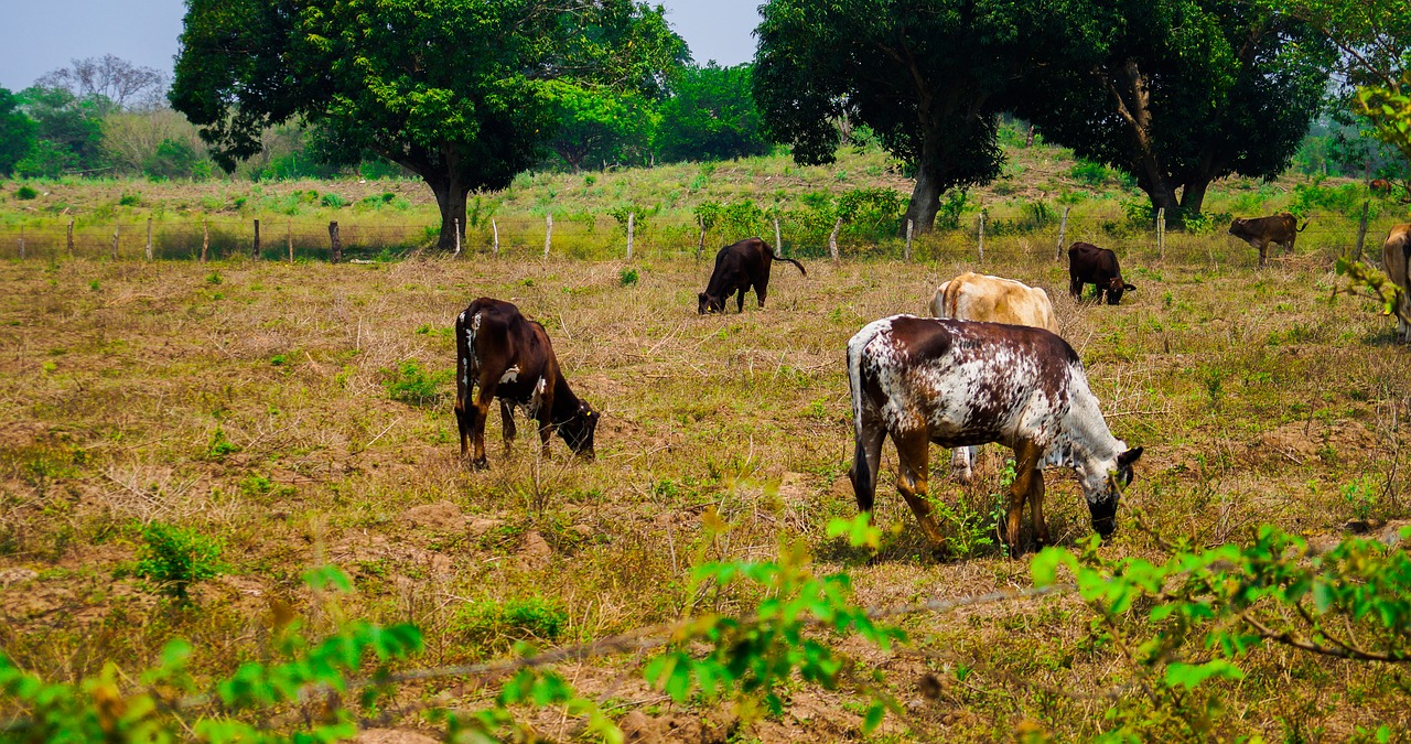cow  ranch  livestock free photo
