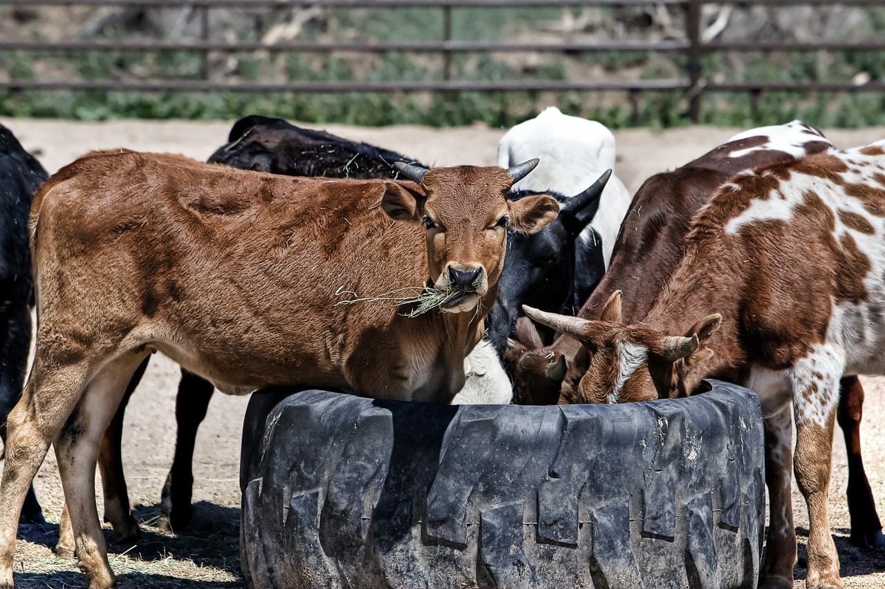 cow cattle farm free photo