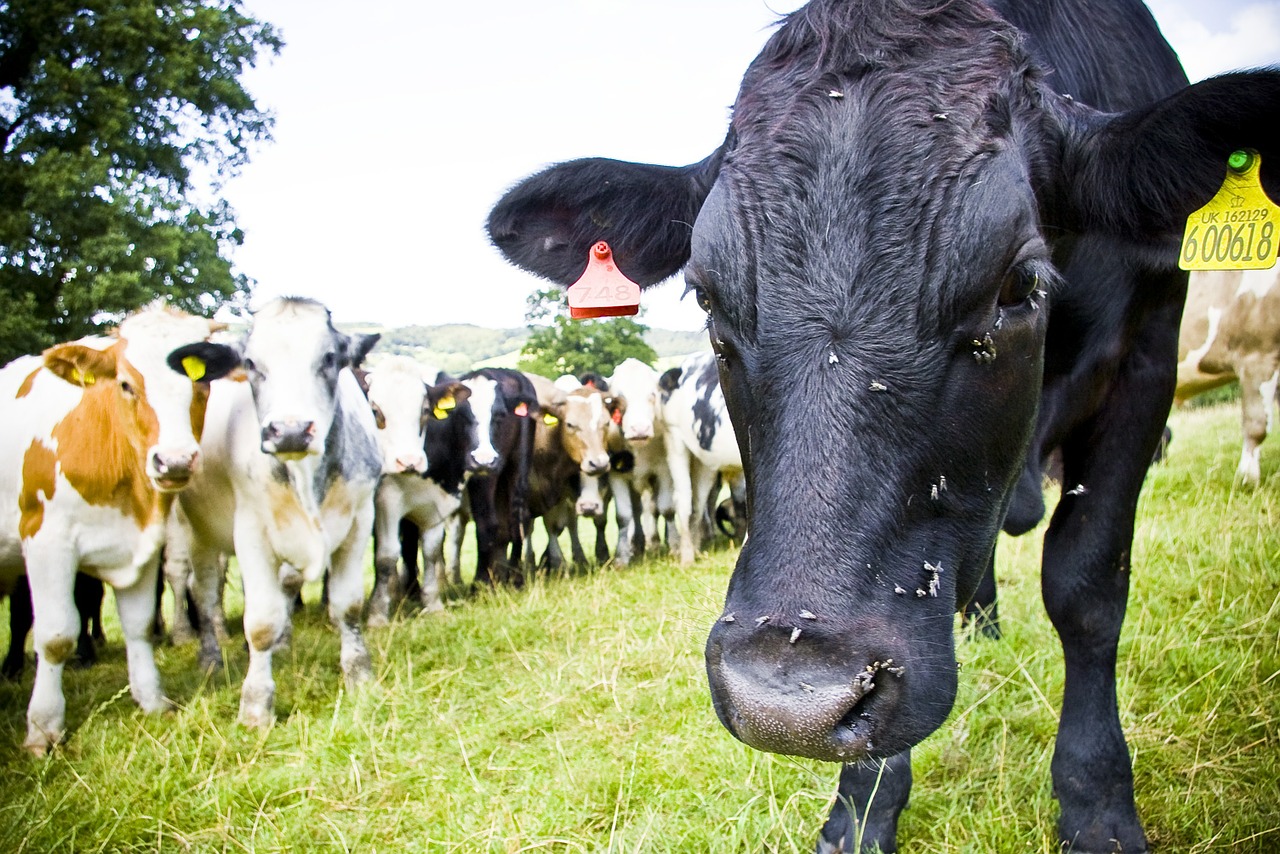 cow black field free photo