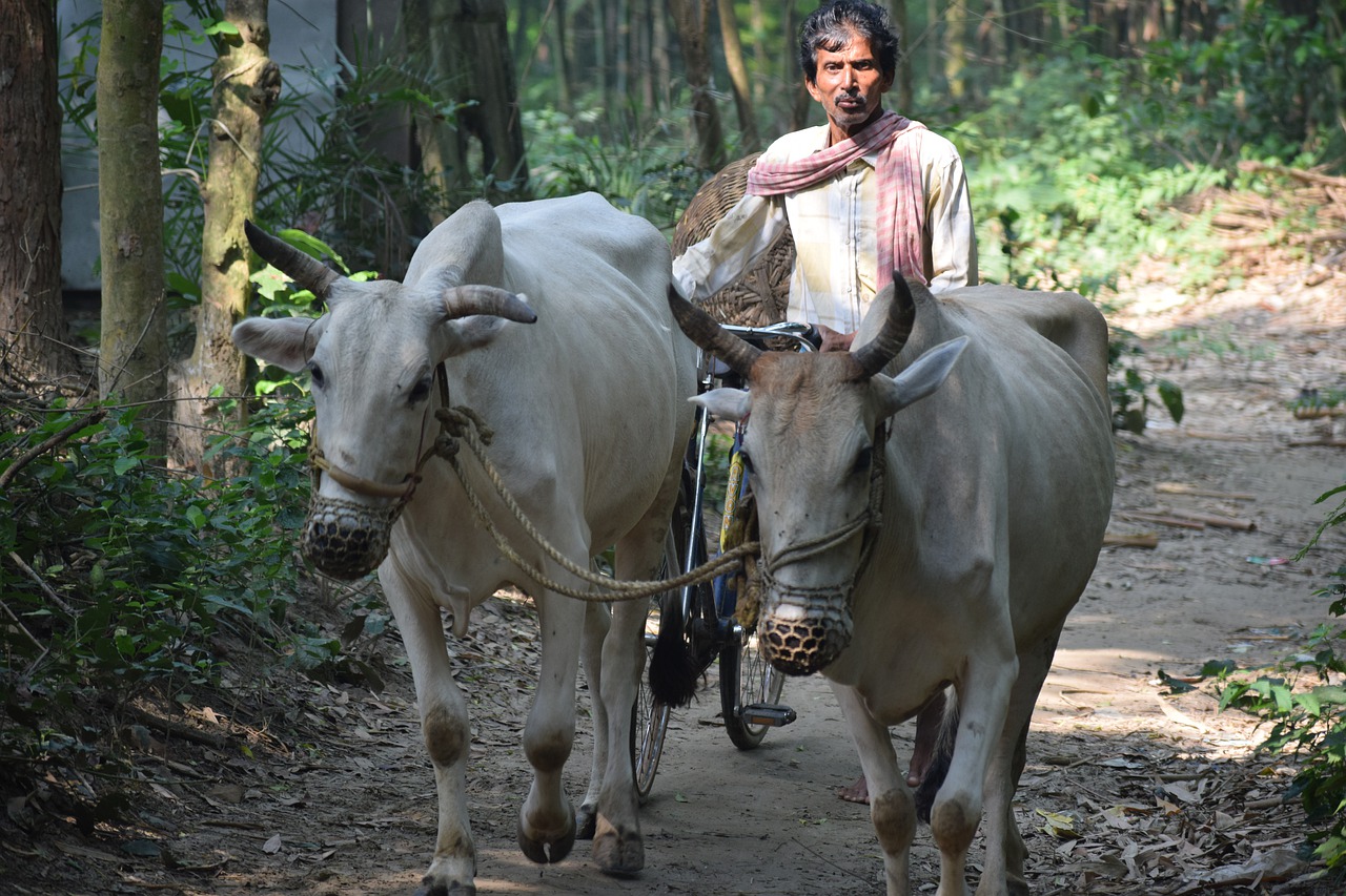 cow  farmer  villager free photo