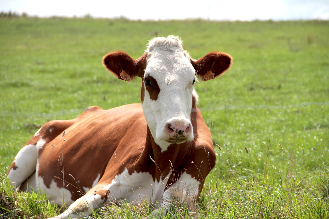 cow  lying  nature free photo