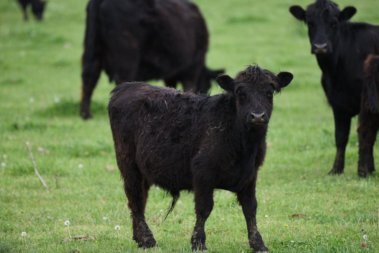 cow  beef  farm free photo