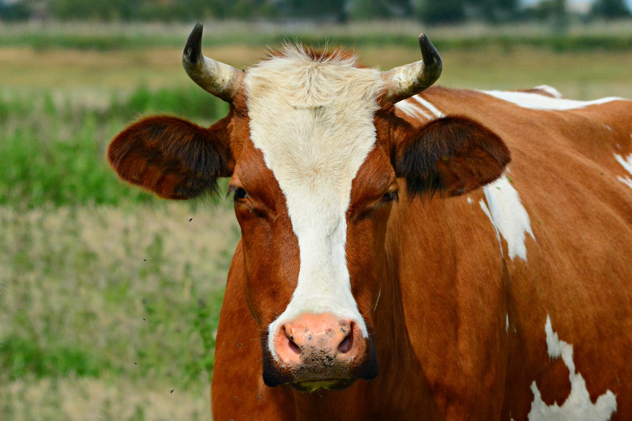 cow  cattle  animal free photo