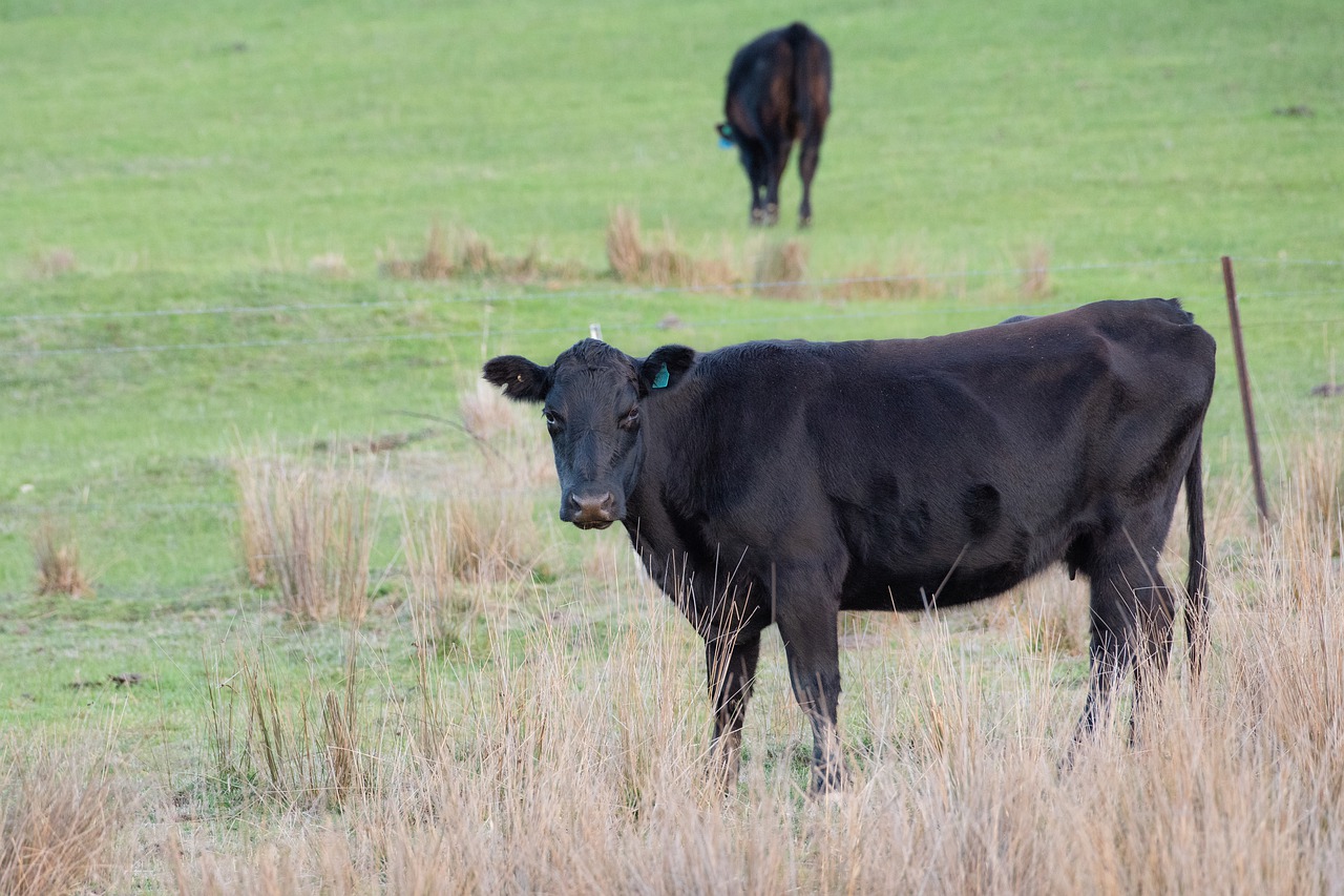 cow  cattle  livestock free photo