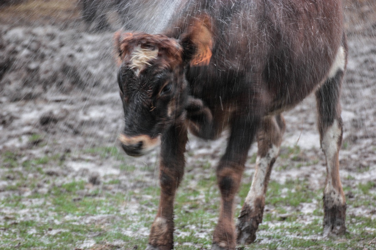 cow water nature free photo