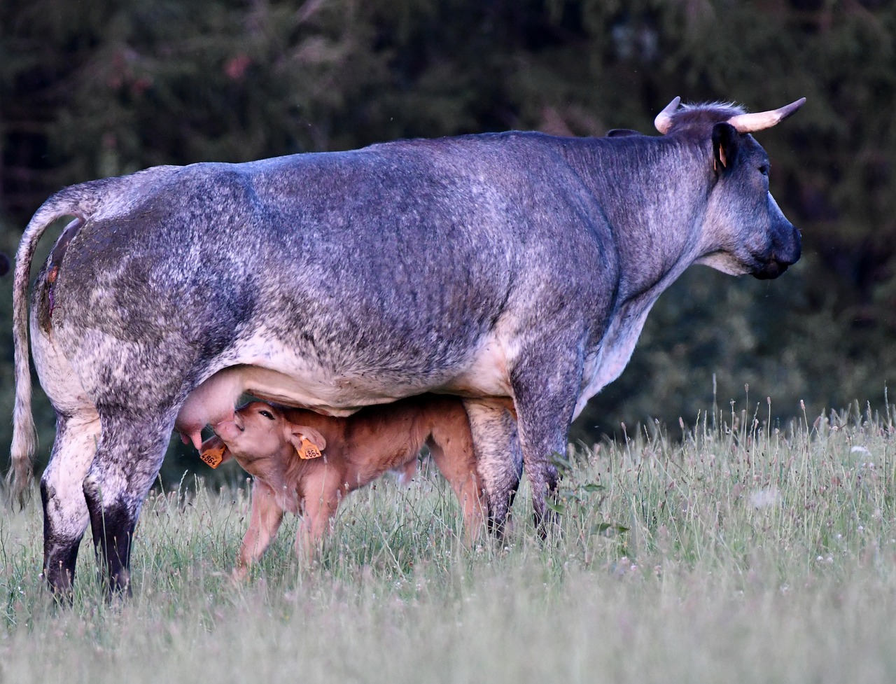 cow  calf  suckle free photo