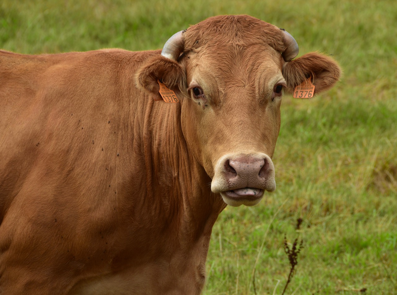 cow  cattle  limousine free photo