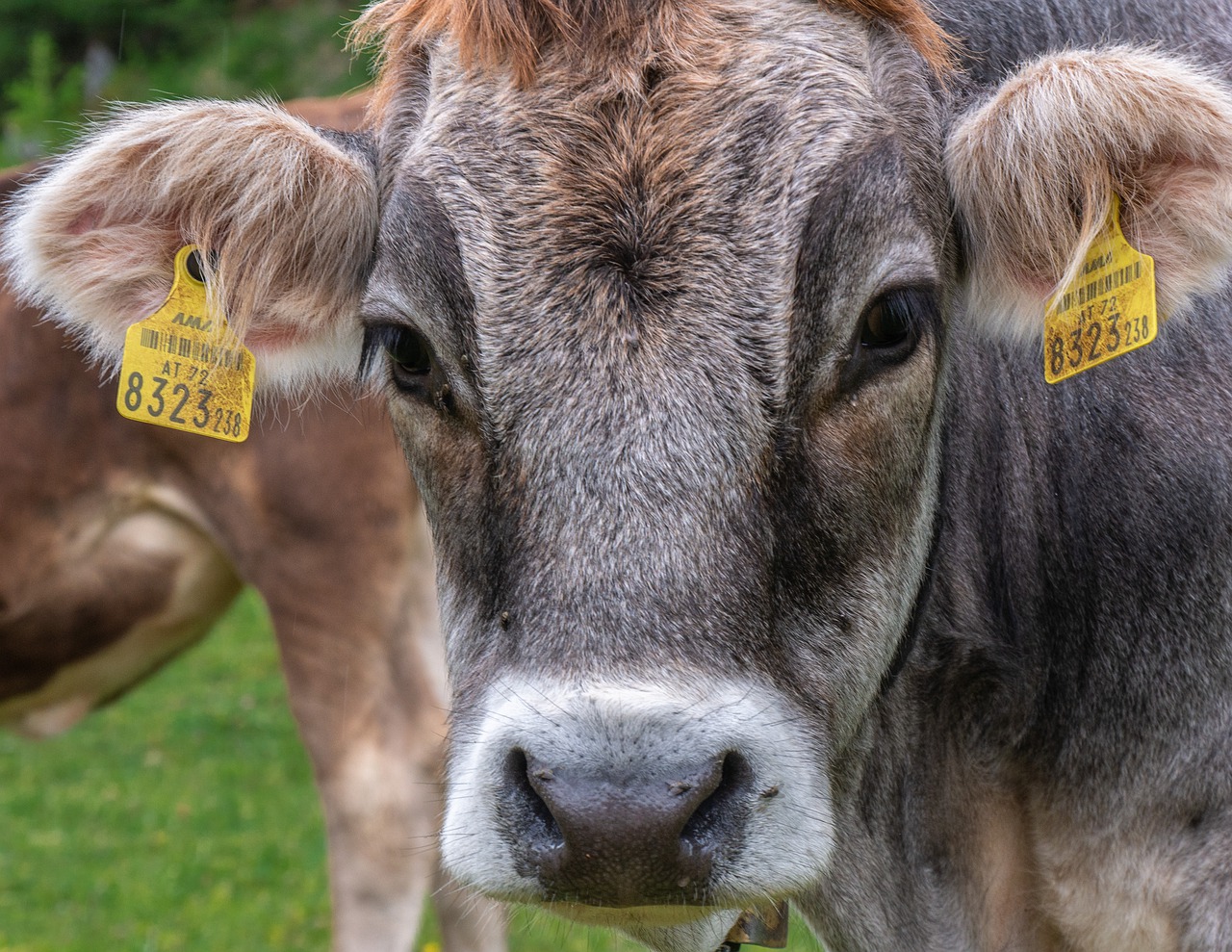 cow  cow head  livestock free photo