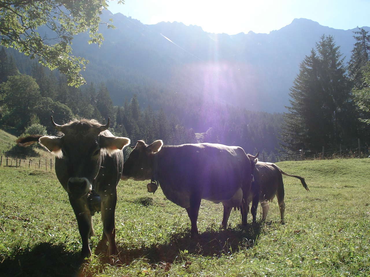 cow grey cattle pasture free photo