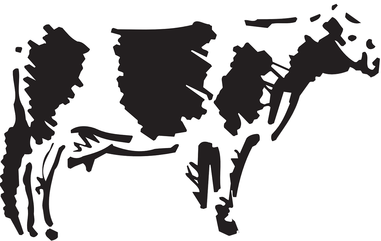 cow livestock cattle free photo