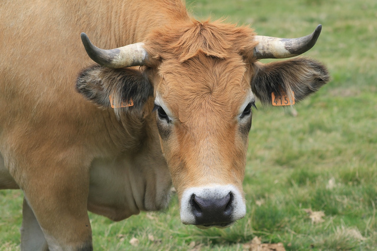 cow field nature free photo