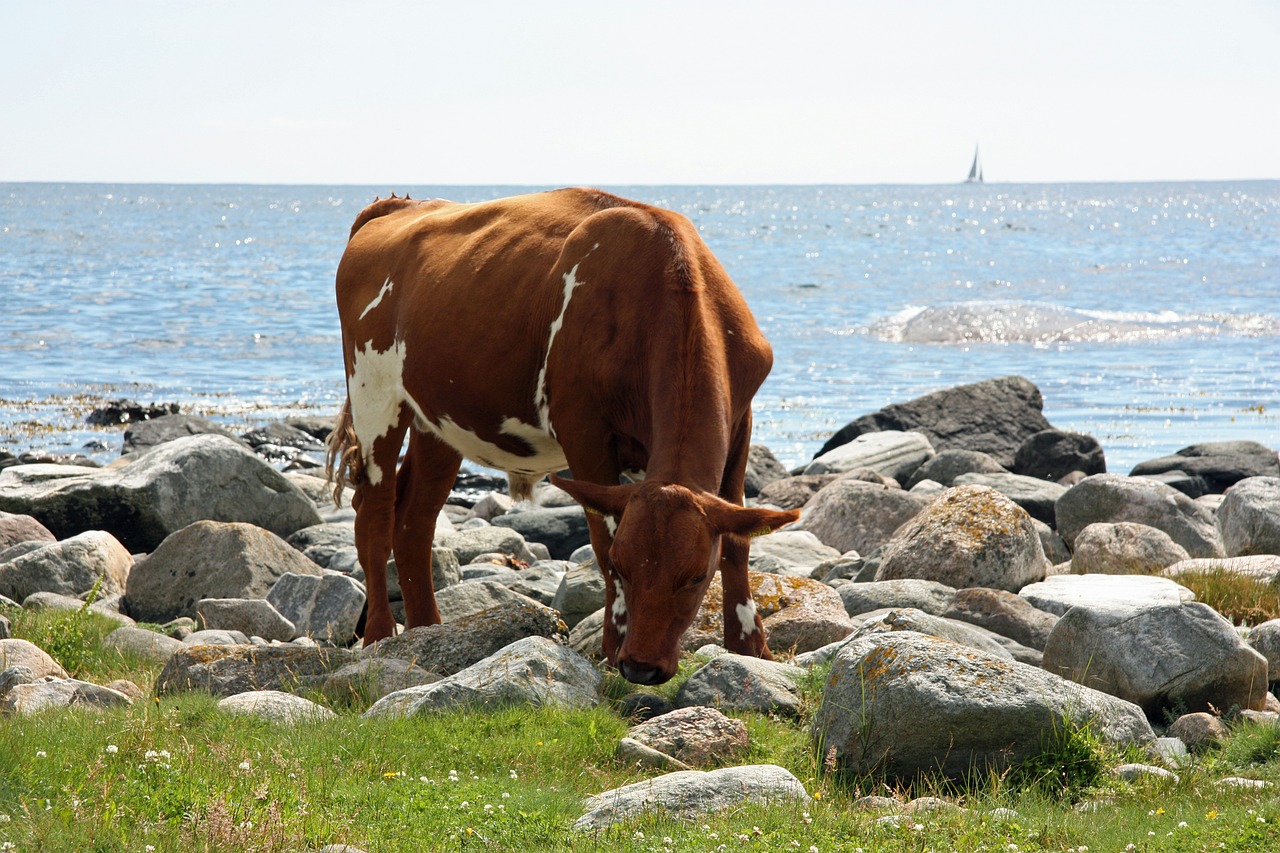 cow summer sea free photo