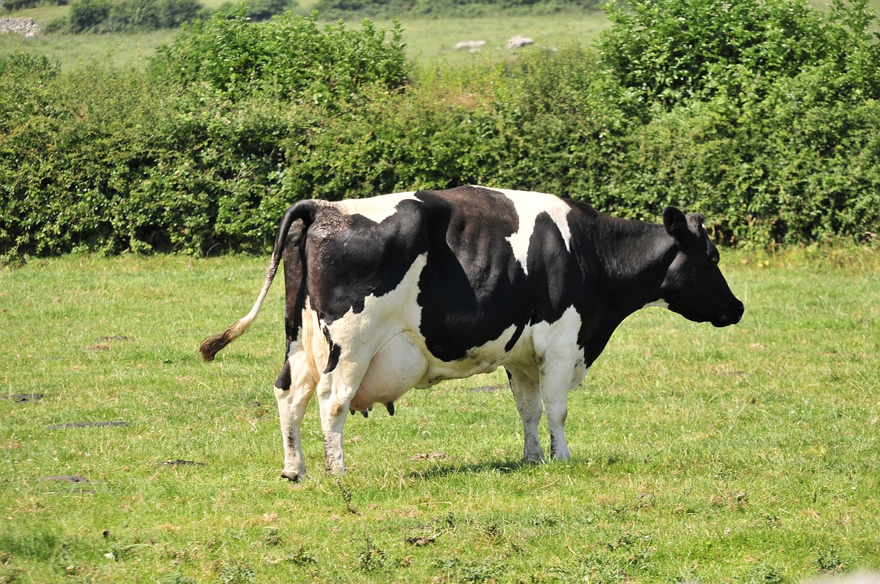cow moo farm free photo