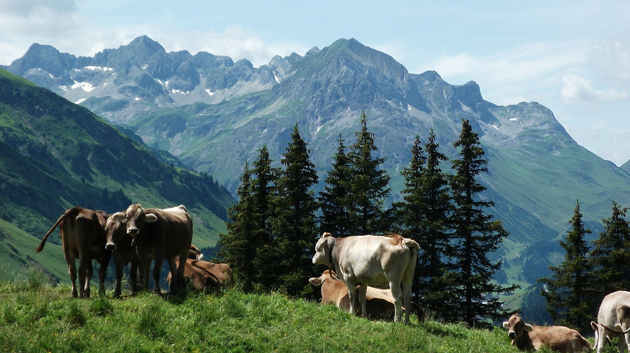 cow mountains cows free photo