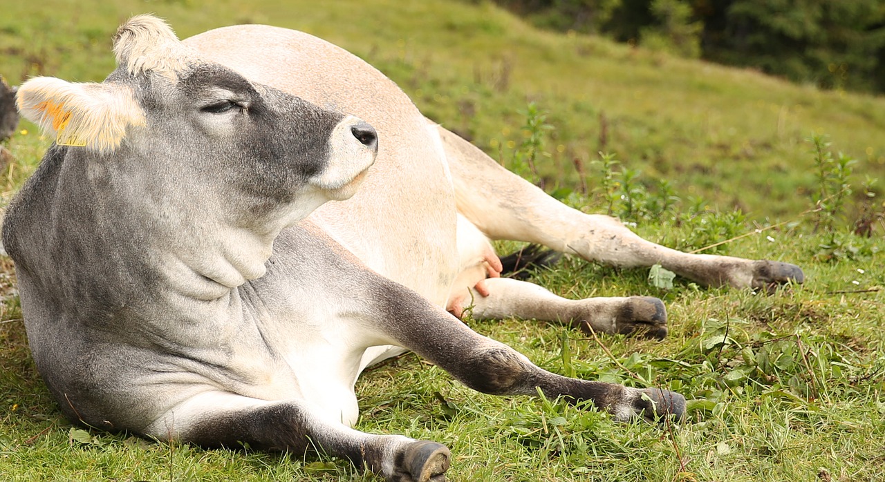 cow pasture lazing around free photo
