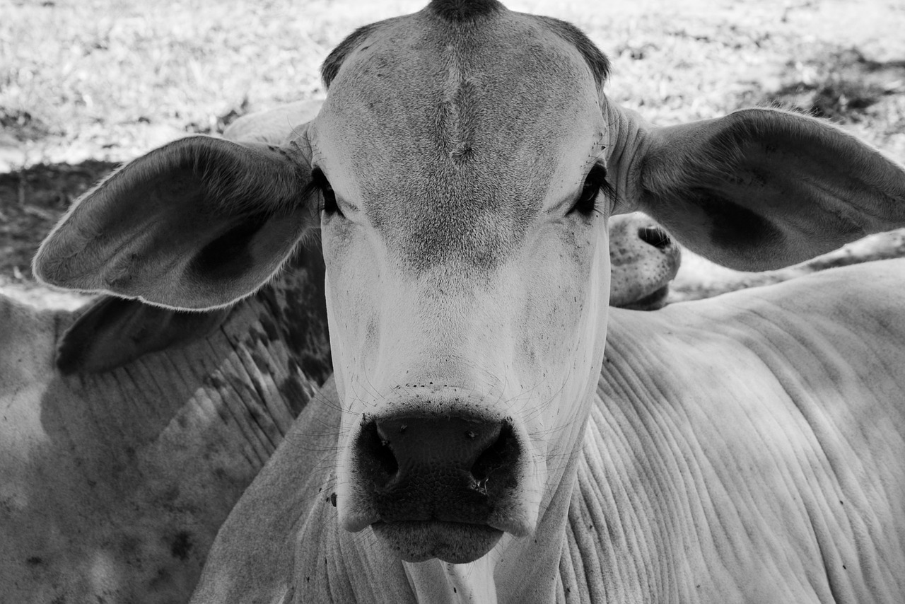 cow animal cattle free photo