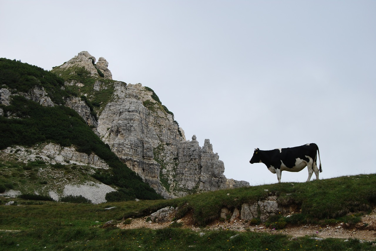 cow mountain rock free photo