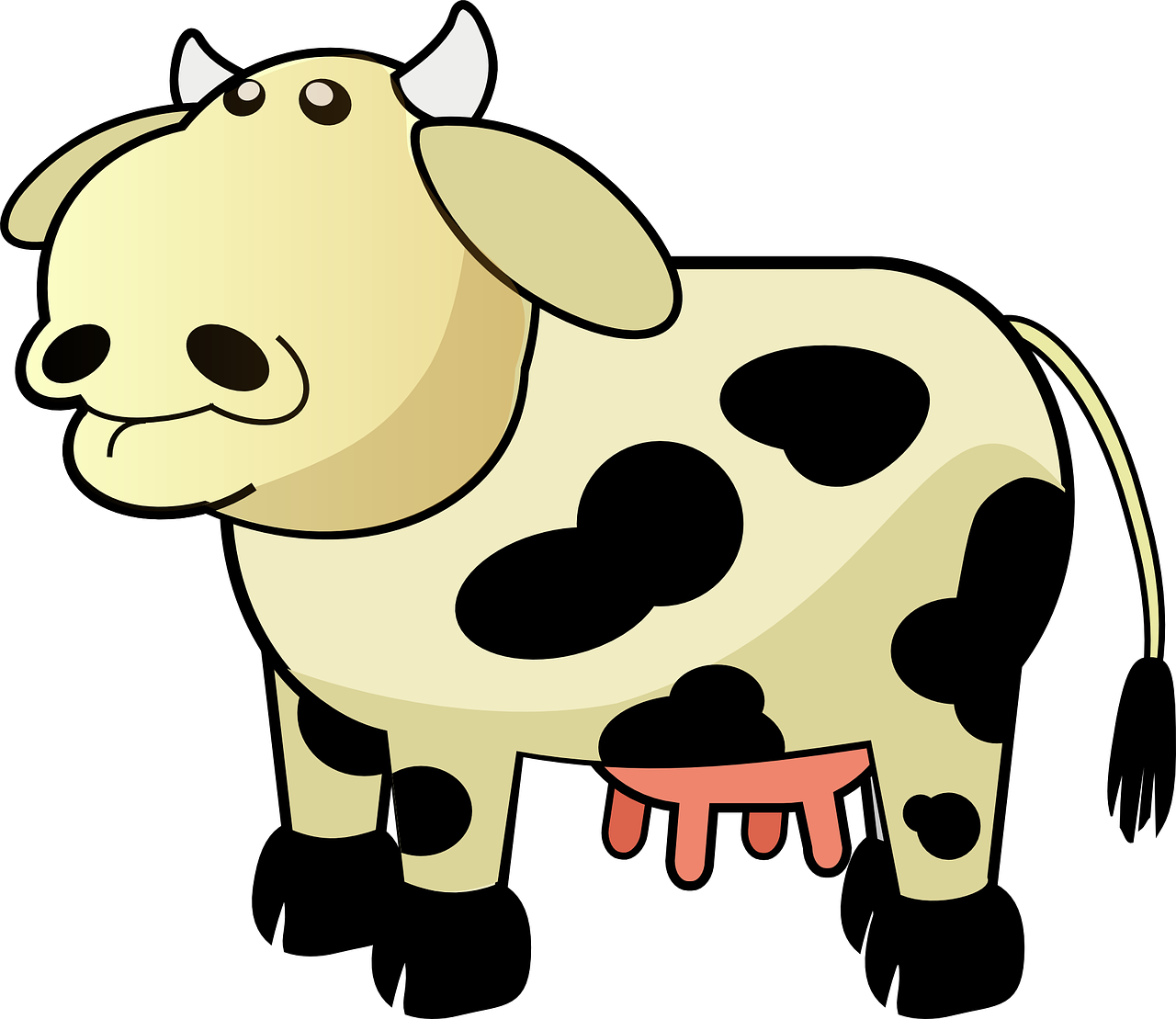 cow cattle livestock free photo