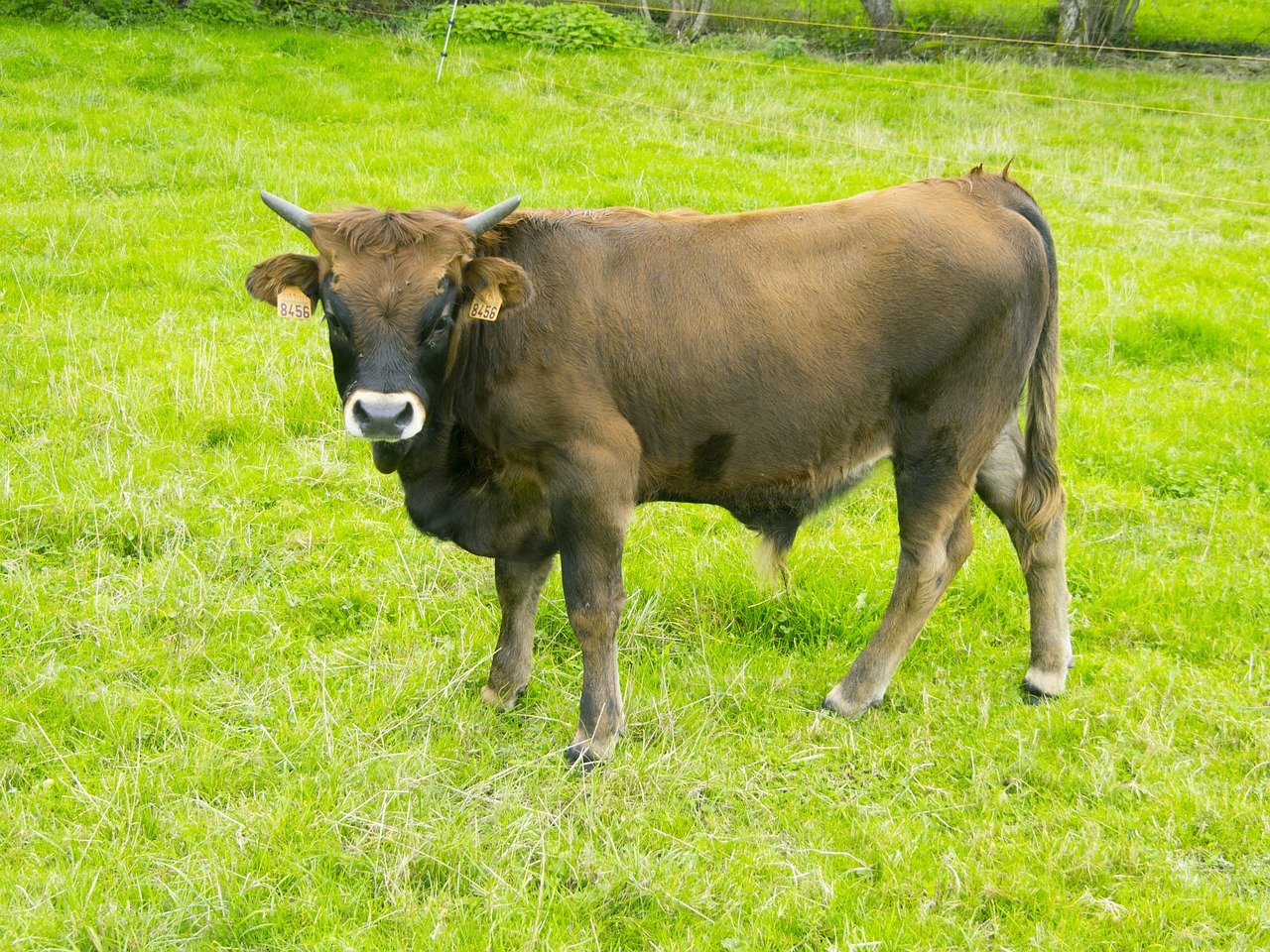 cow livestock animals free photo