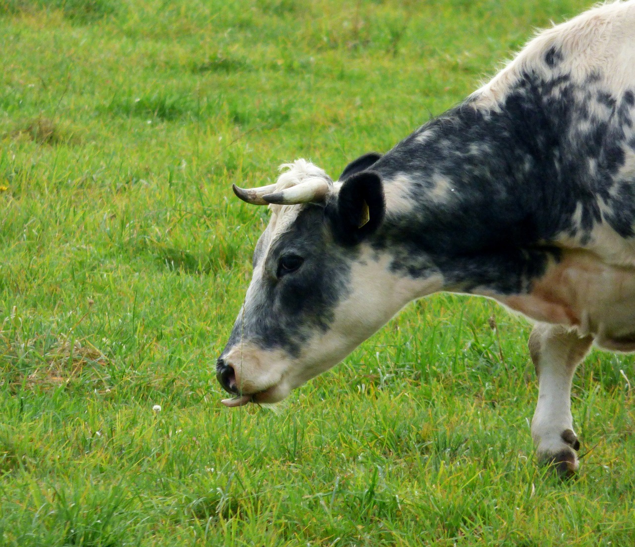 cow pasture nature free photo