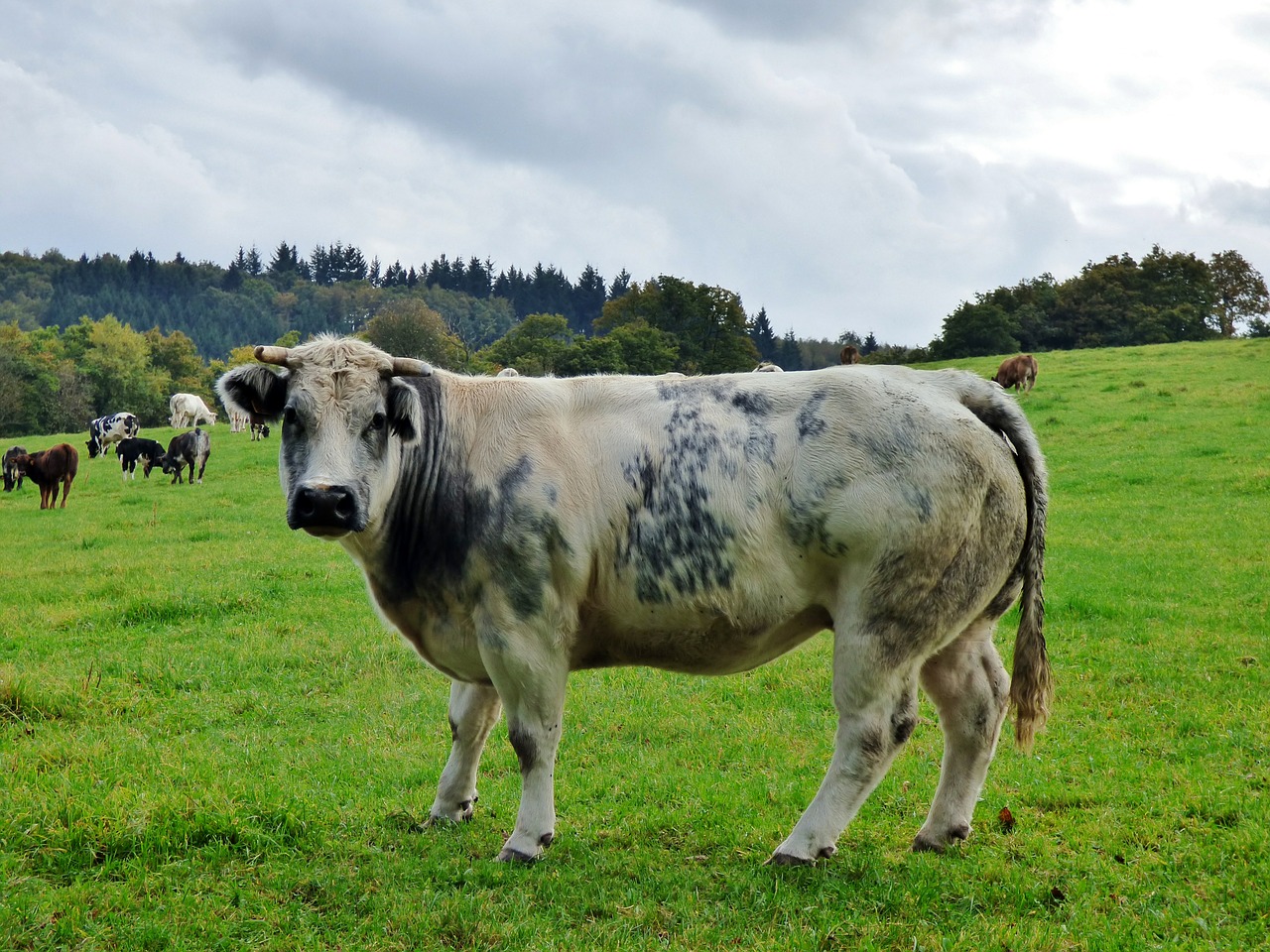 cow animals pasture free photo