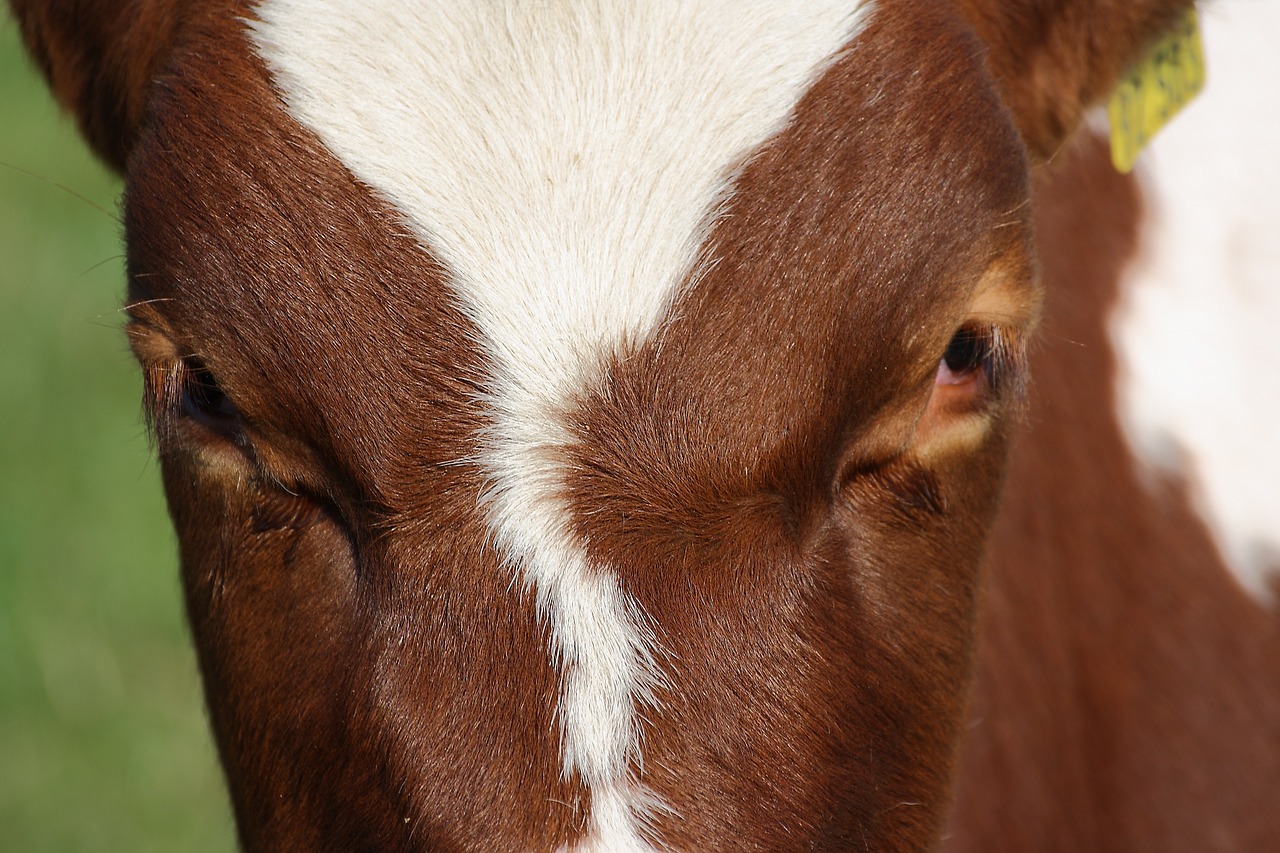 cow animal eyes free photo