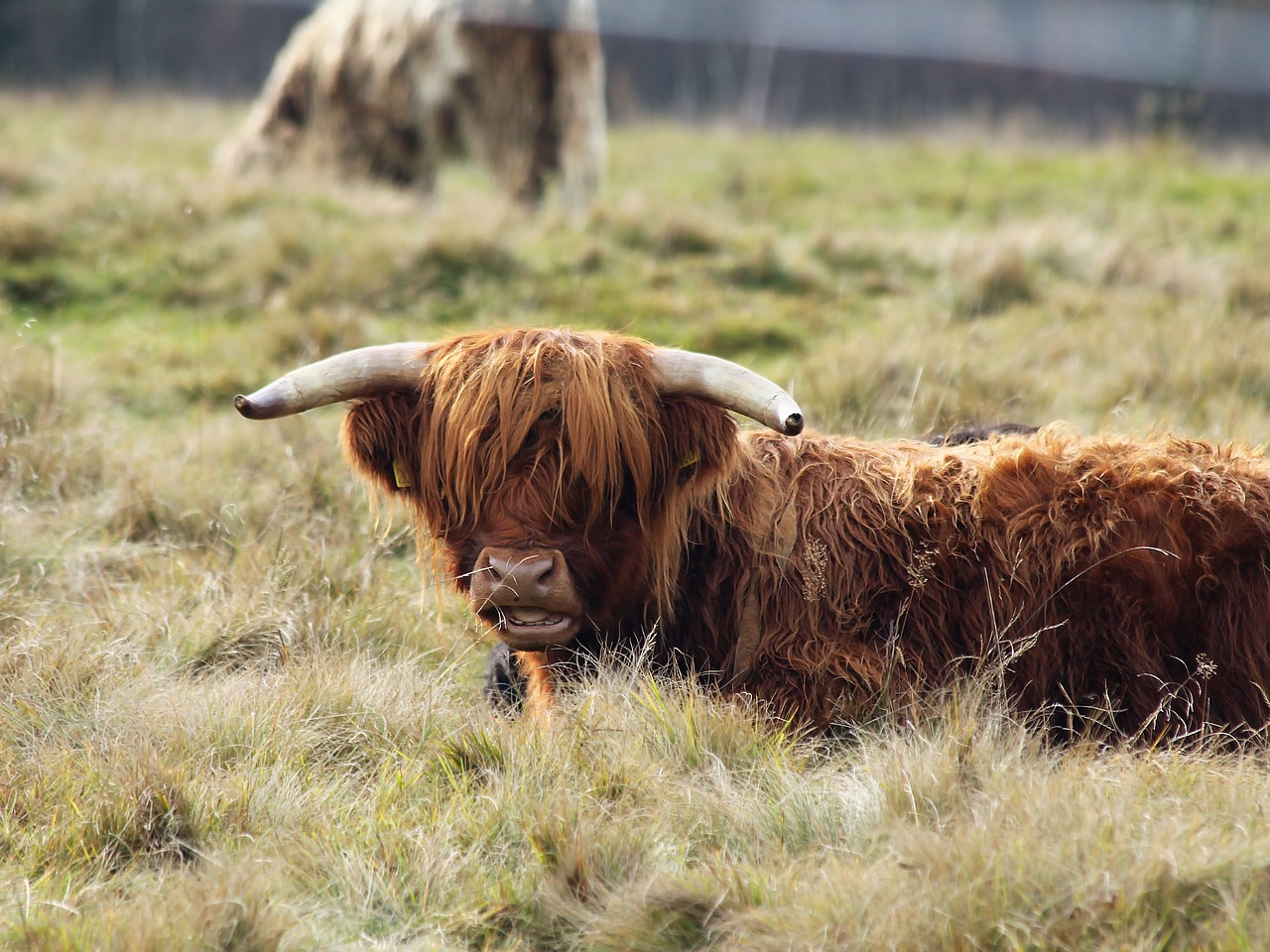 cow mountains nature free photo