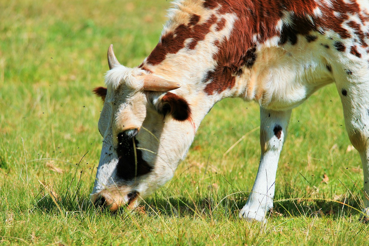 cow grazing bovine free photo