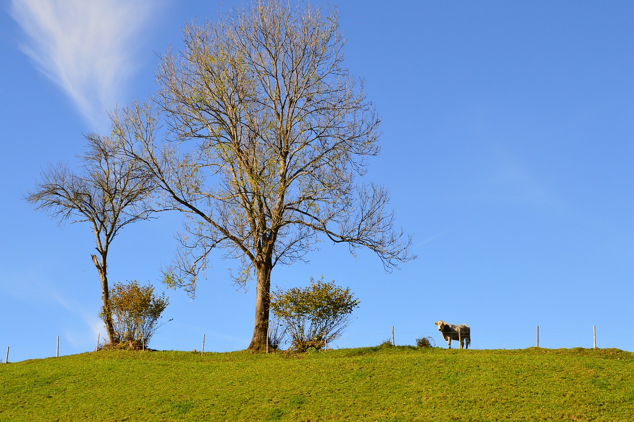 cow tree sky free photo