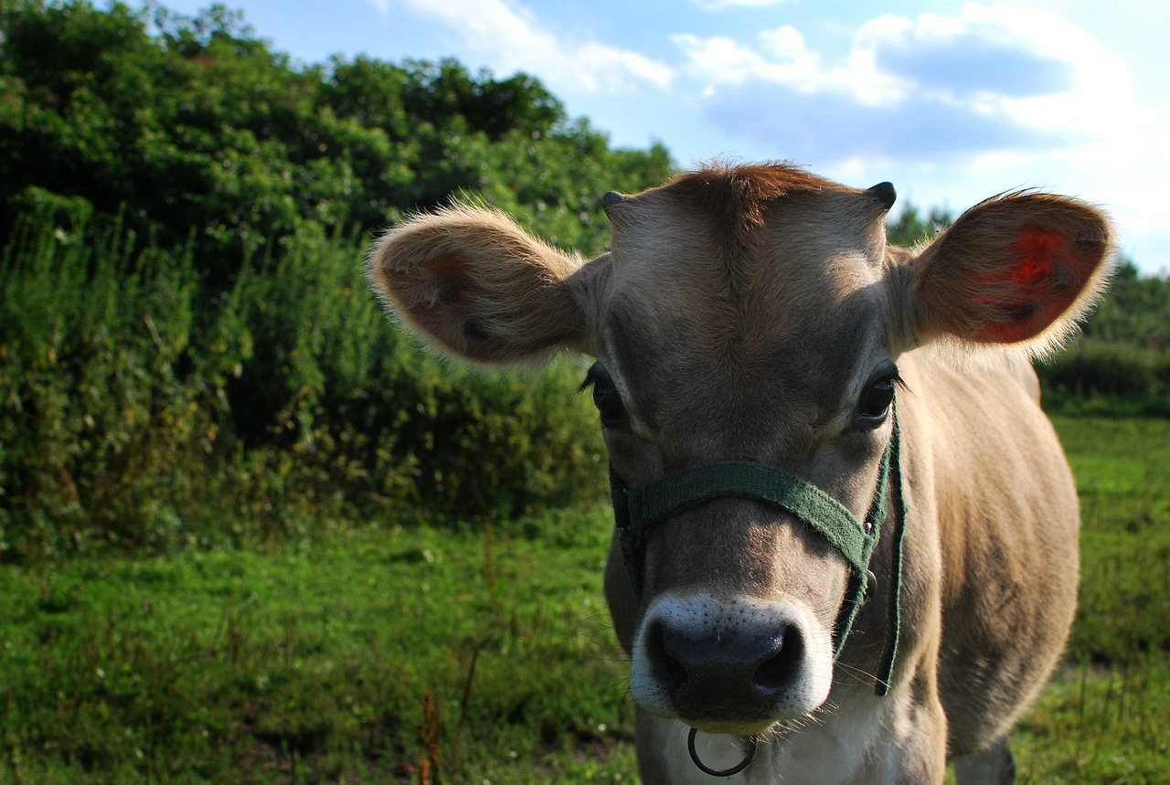 cow animal farm free photo