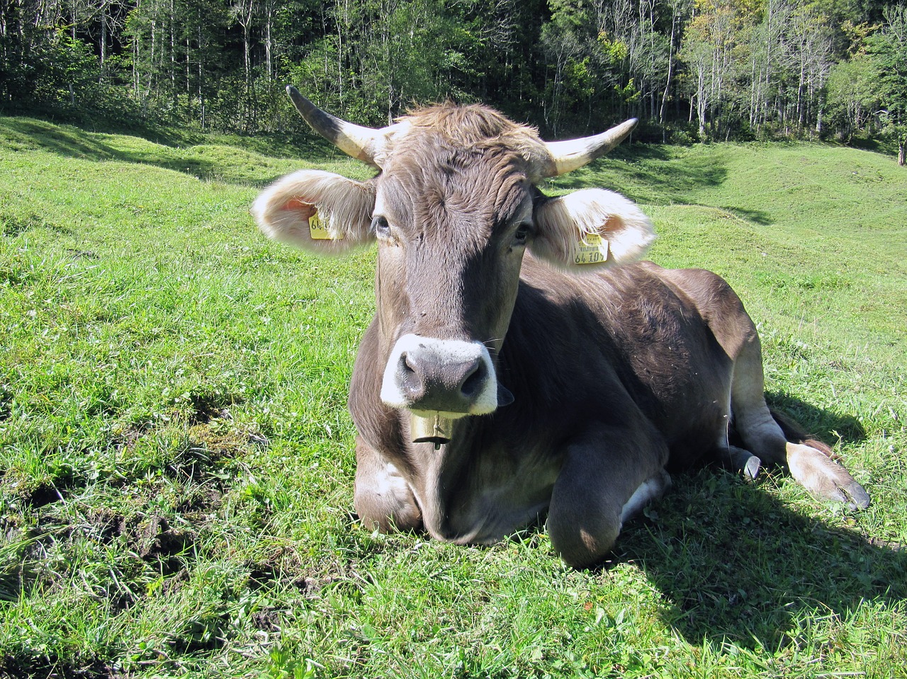 cow alm bavaria free photo