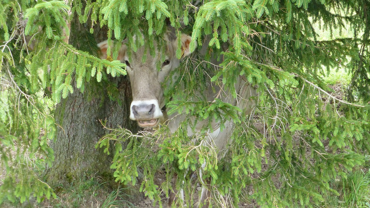 cow tree hiding place free photo