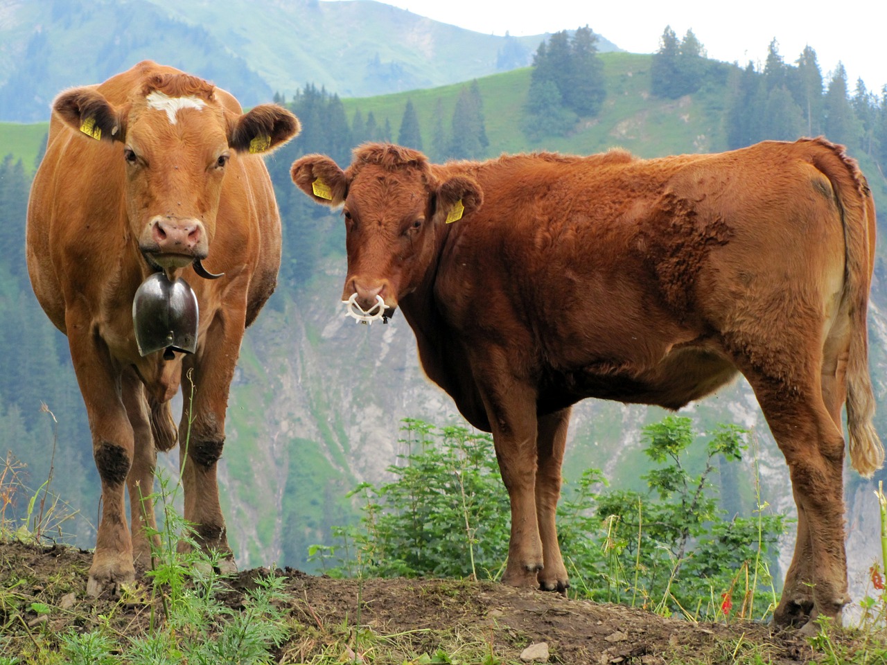 cow calf economy free photo