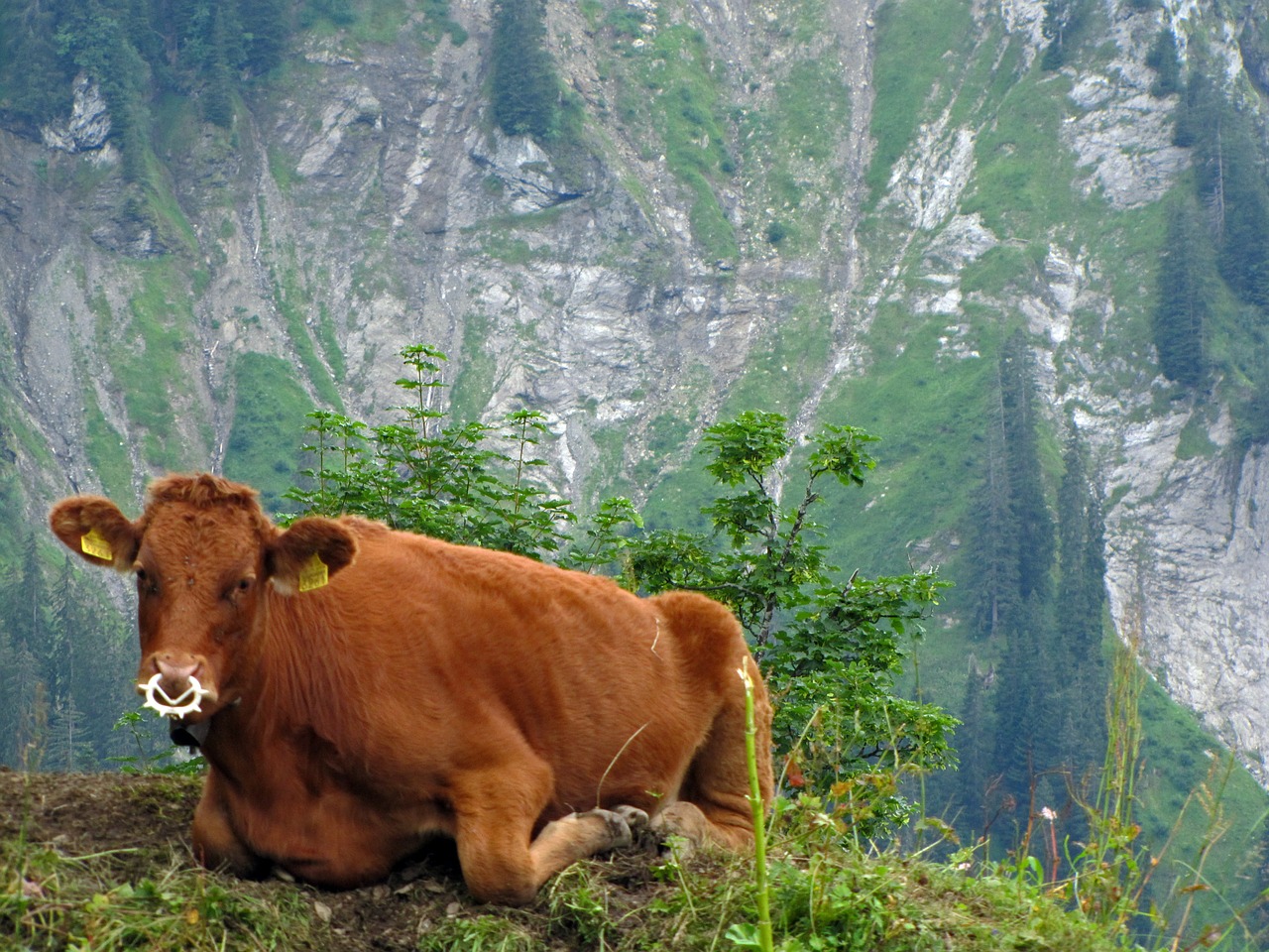 cow calf economy free photo