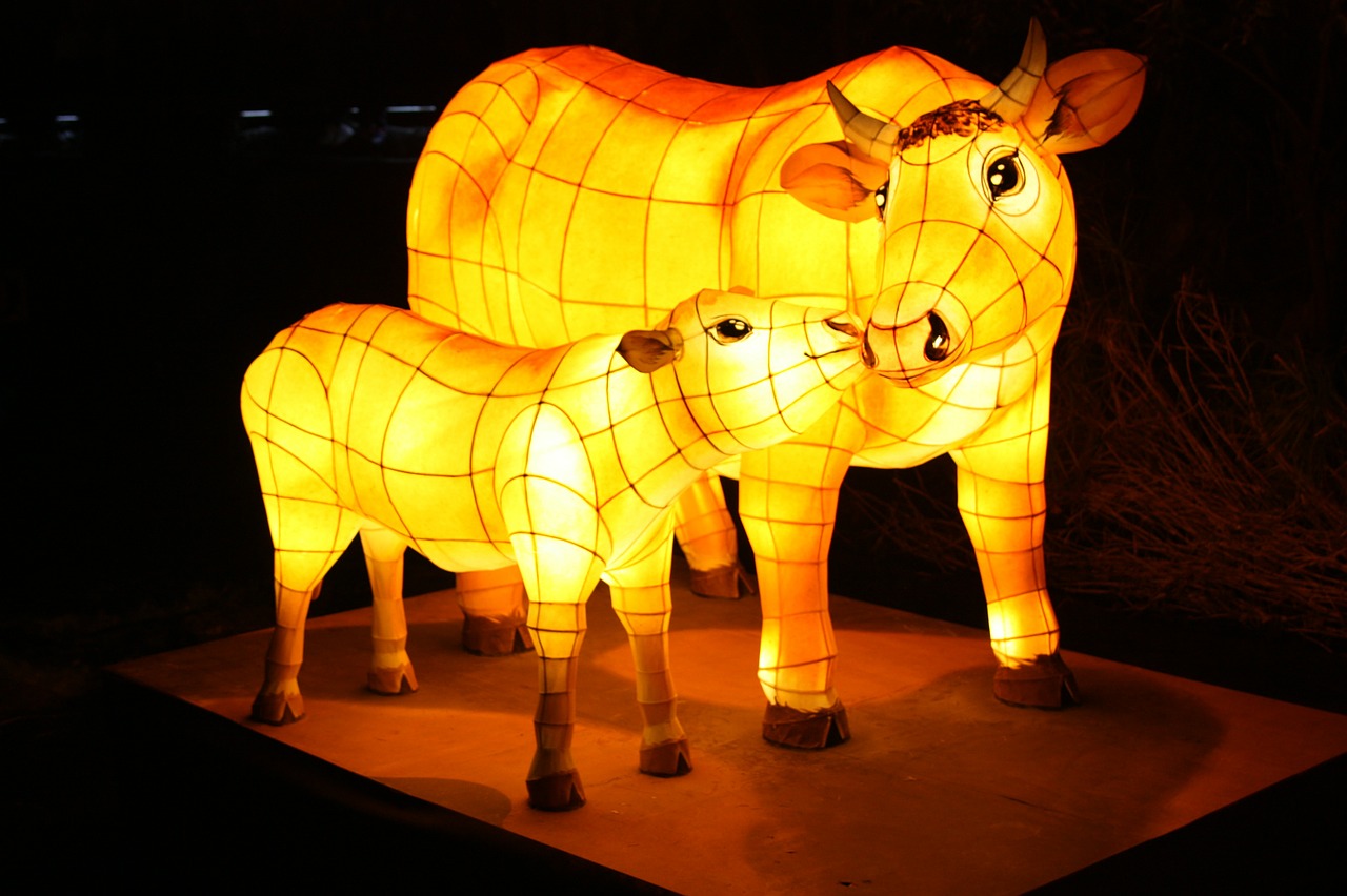 cow lantern festival cheonggyecheon stream free photo