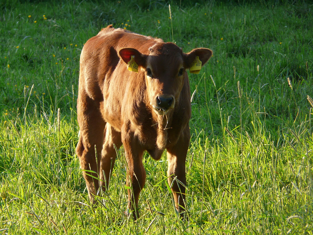 cow domestic cattle beef free photo