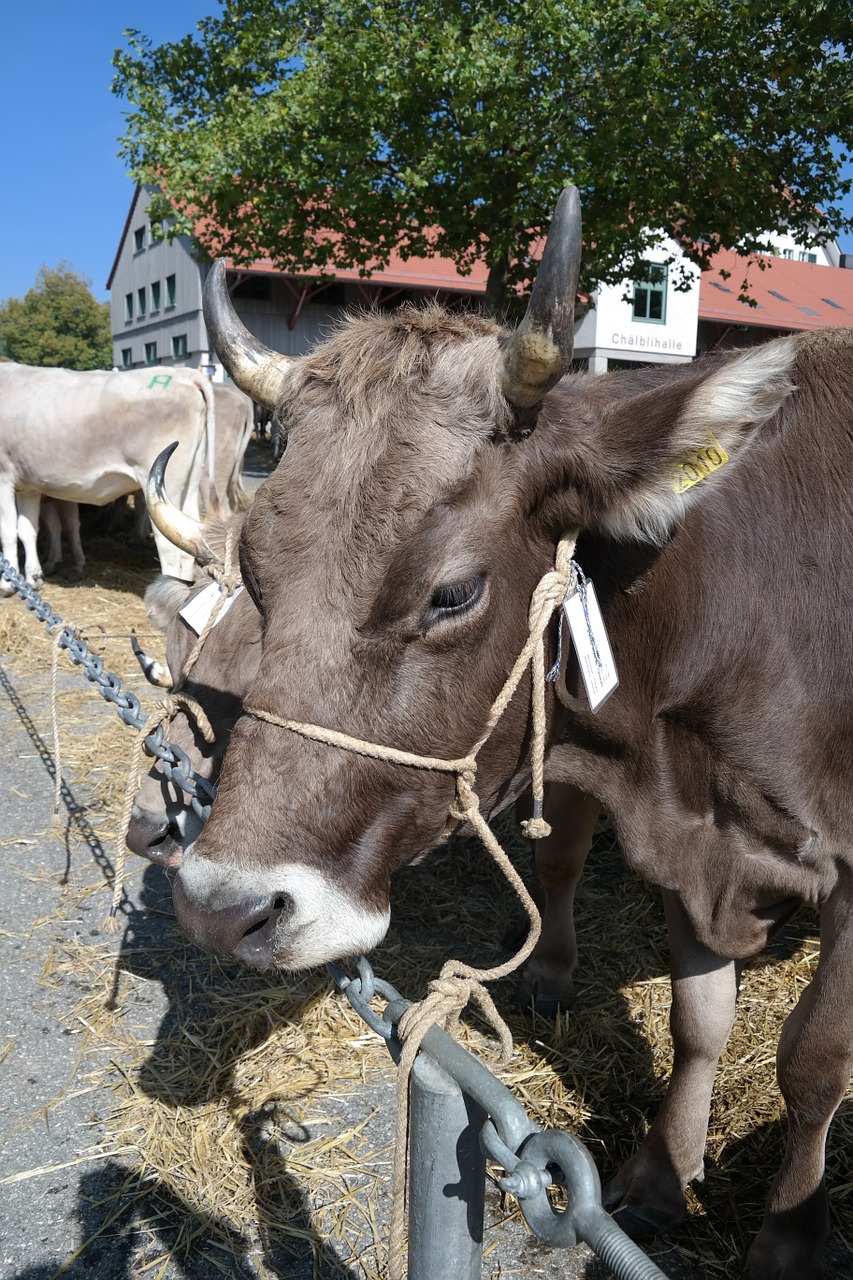 cow switzerland appenzellerland free photo