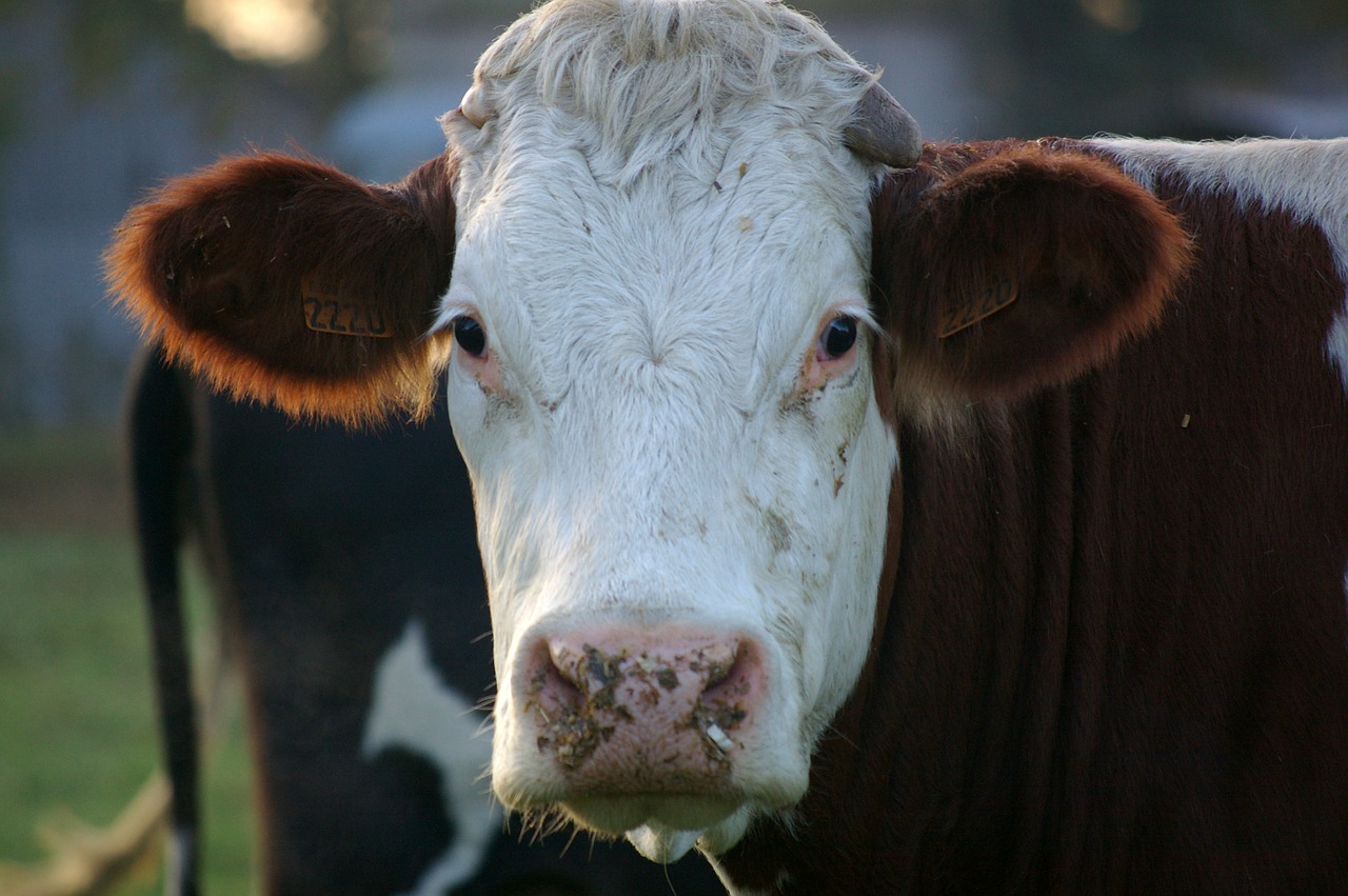 cow animals portrait free photo