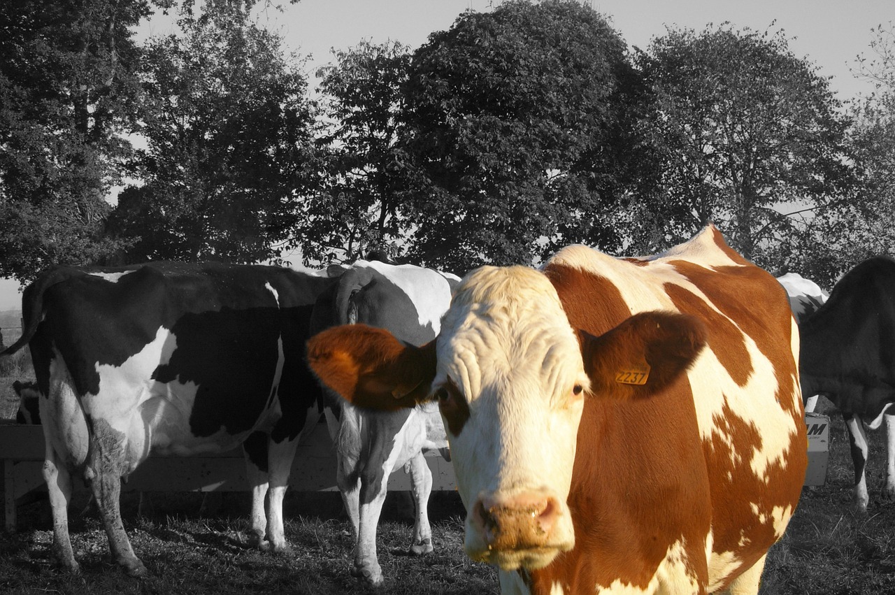 cow animals herd free photo