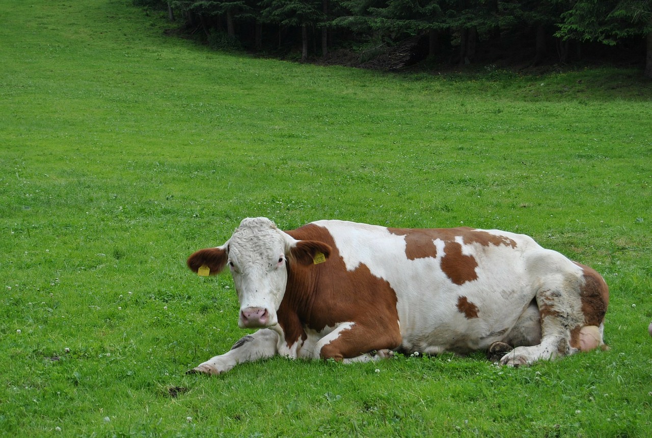cow animal pasture free photo