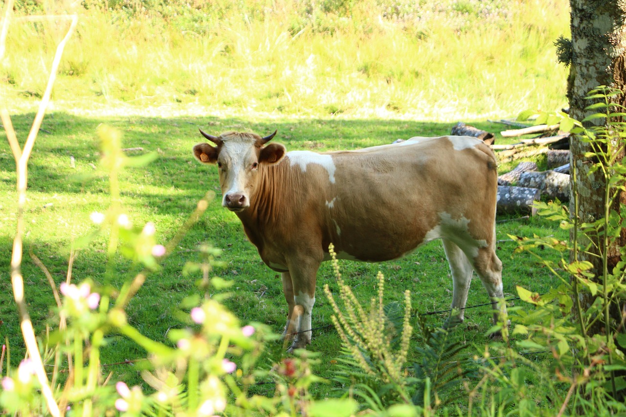 cow pasture meadow free photo