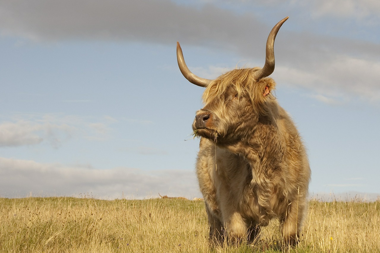 cow scotland hay free photo